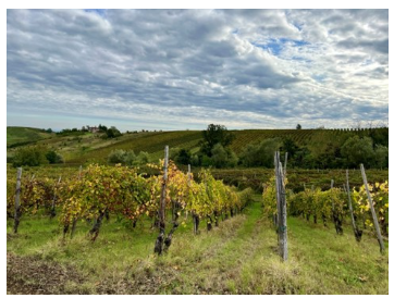 Integrating IoT, AI, and Blockchain for wine production supply chain transparency