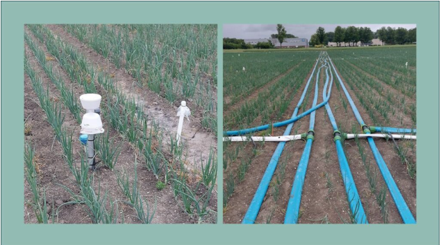 Delphy Advances Smart Farming through AgriDataValue Pilots